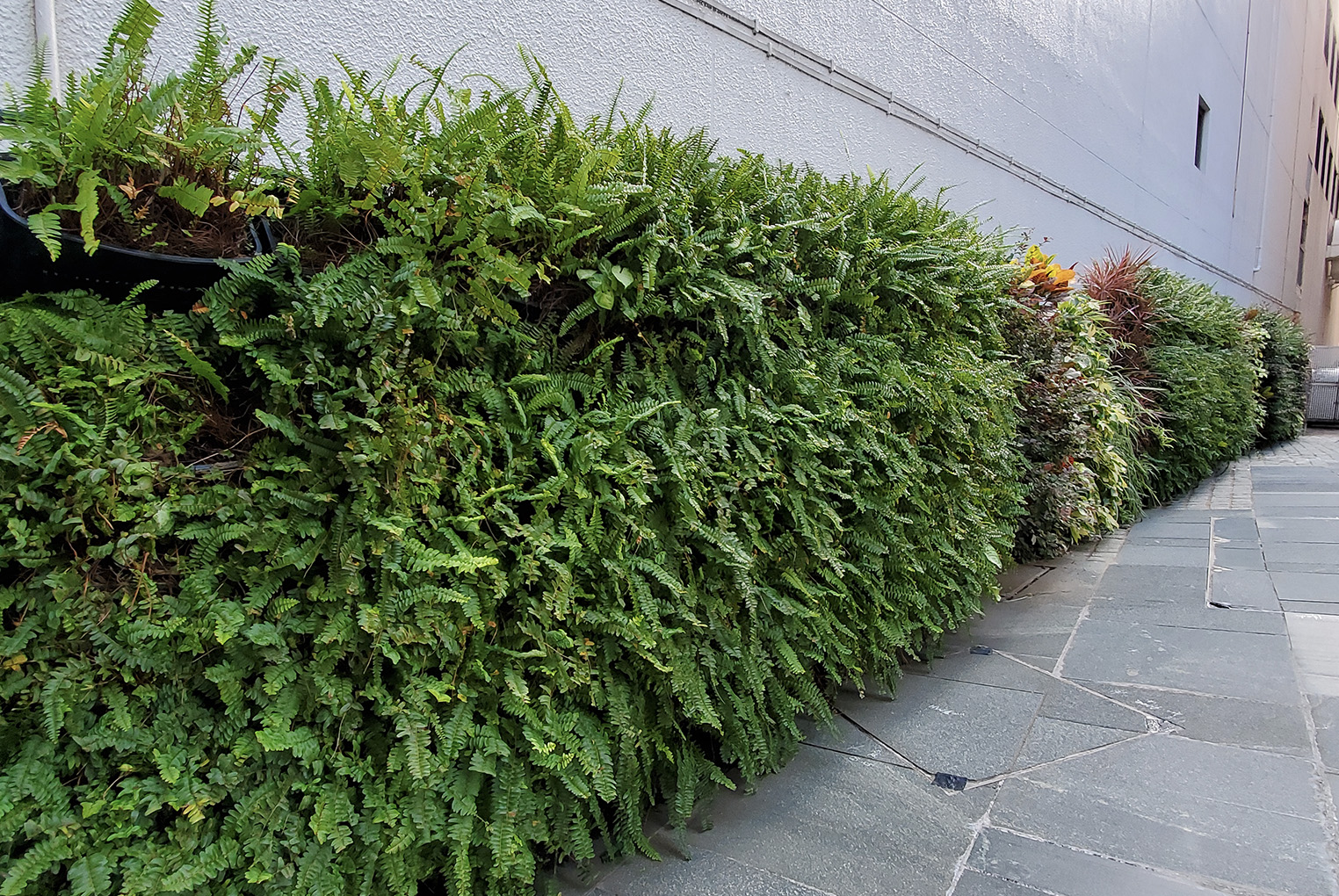 Green Wall at Ho Sin Hang Campus Kam Shing Road Entrance