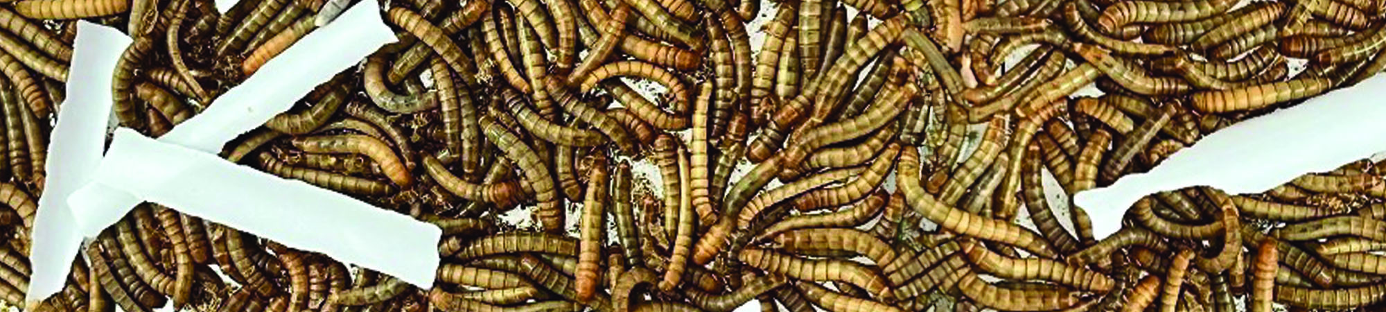 Revolutionising Waste Management - Transforming Waste into Wealth with Nature's Blueprint
