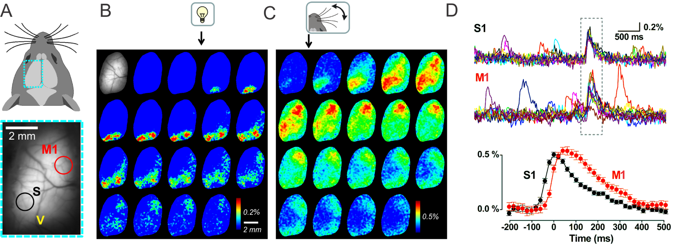 cortical circuit dynamics