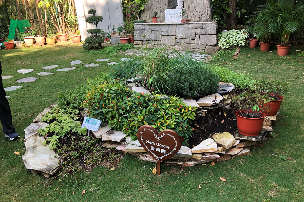 20220110_DHMC herbal garden_1